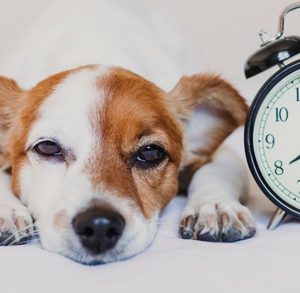 Sleepy dog laying next to an alarm clock