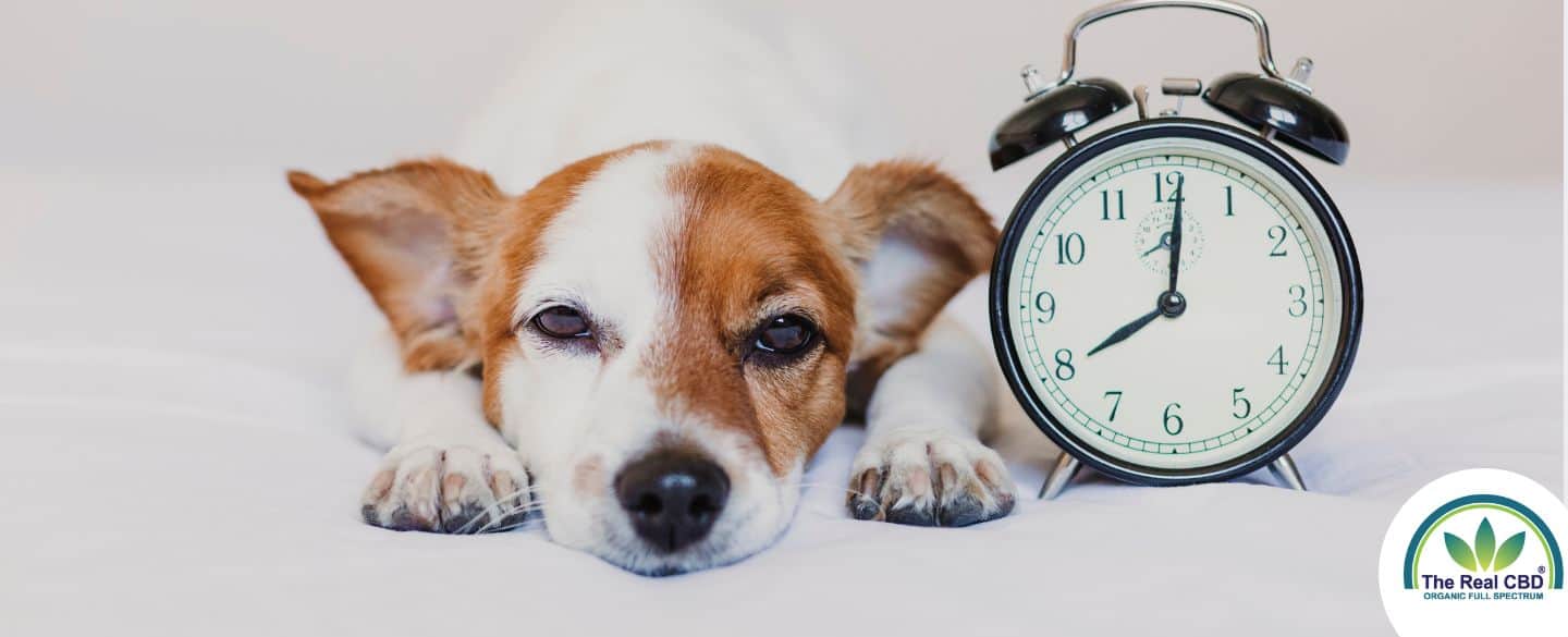 Sleepy dog laying next to an alarm clock