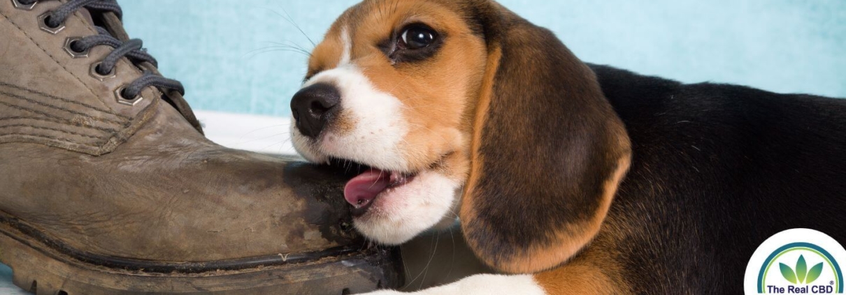 Puppy chewing an old leather boot