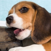 Chiot mâchant une vieille botte en cuir