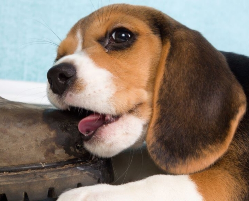 Puppy chewing an old leather boot