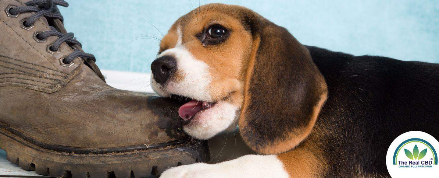 Puppy chewing an old leather boot