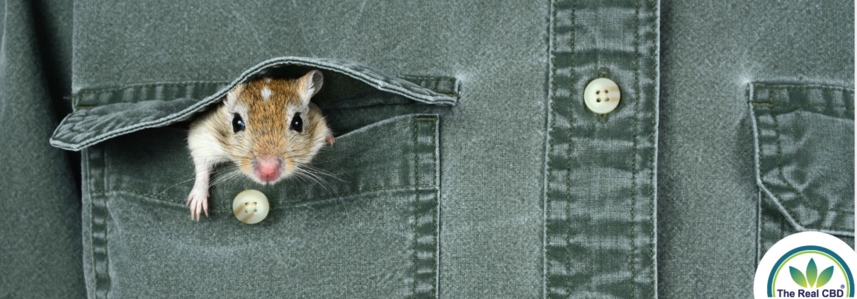 Mouse sticking head out of a shirt pocket