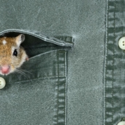 Maus, die ihren Kopf aus einer Hemdtasche steckt