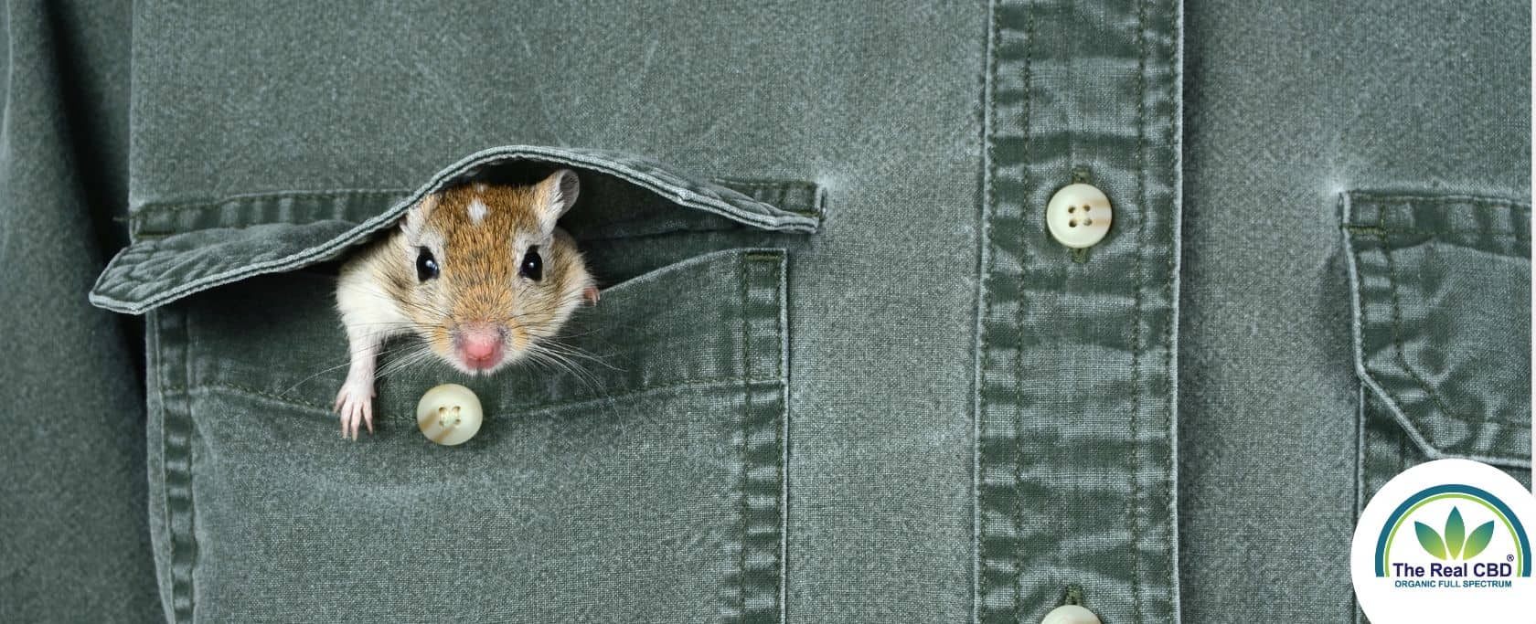 Souris sortant la tête de la poche d'une chemise