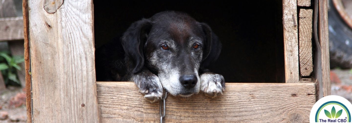 Vieux chien noir dans une niche