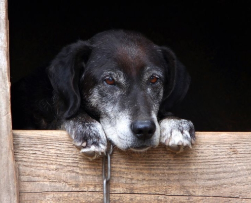 Old black dog in a doghouse