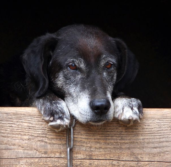 Old black dog in a doghouse