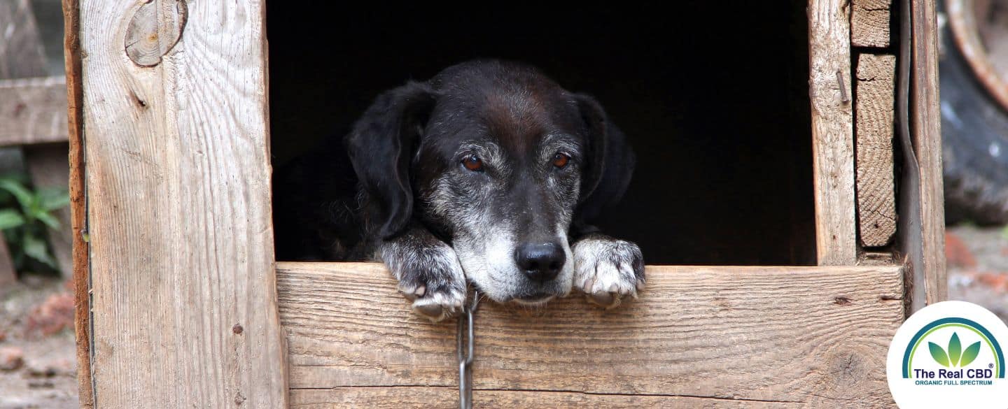 Old black dog in a doghouse