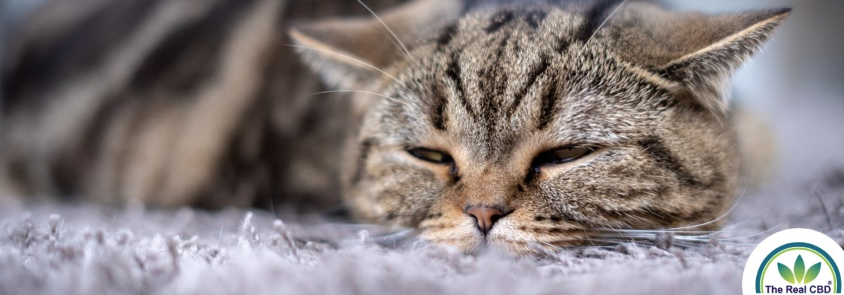 Close-up of sleepy cat on a grey carpet