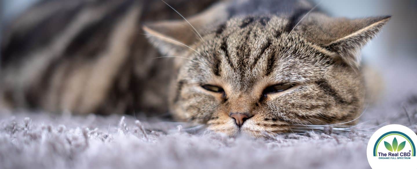 Nahaufnahme einer schläfrigen Katze auf einem grauen Teppich