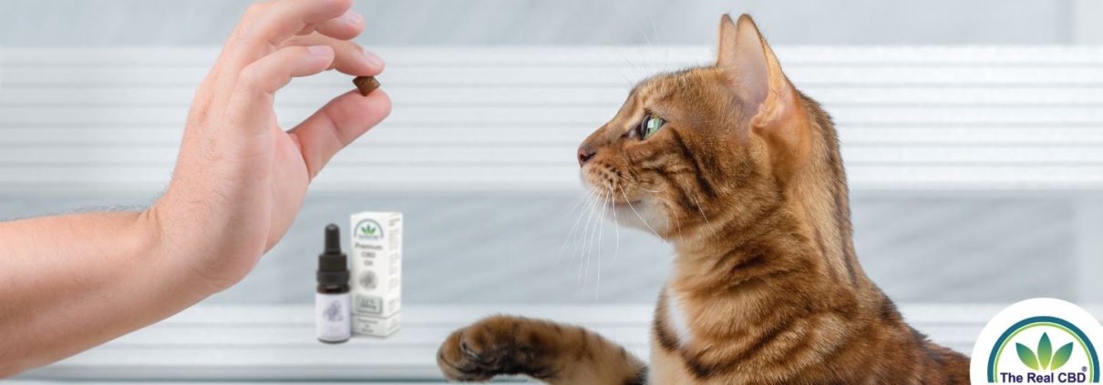 Cat looking at hand holding a treat