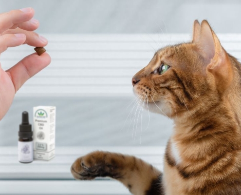 Cat looking at hand holding a treat