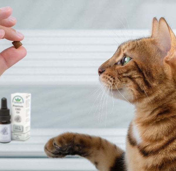 Cat looking at hand holding a treat