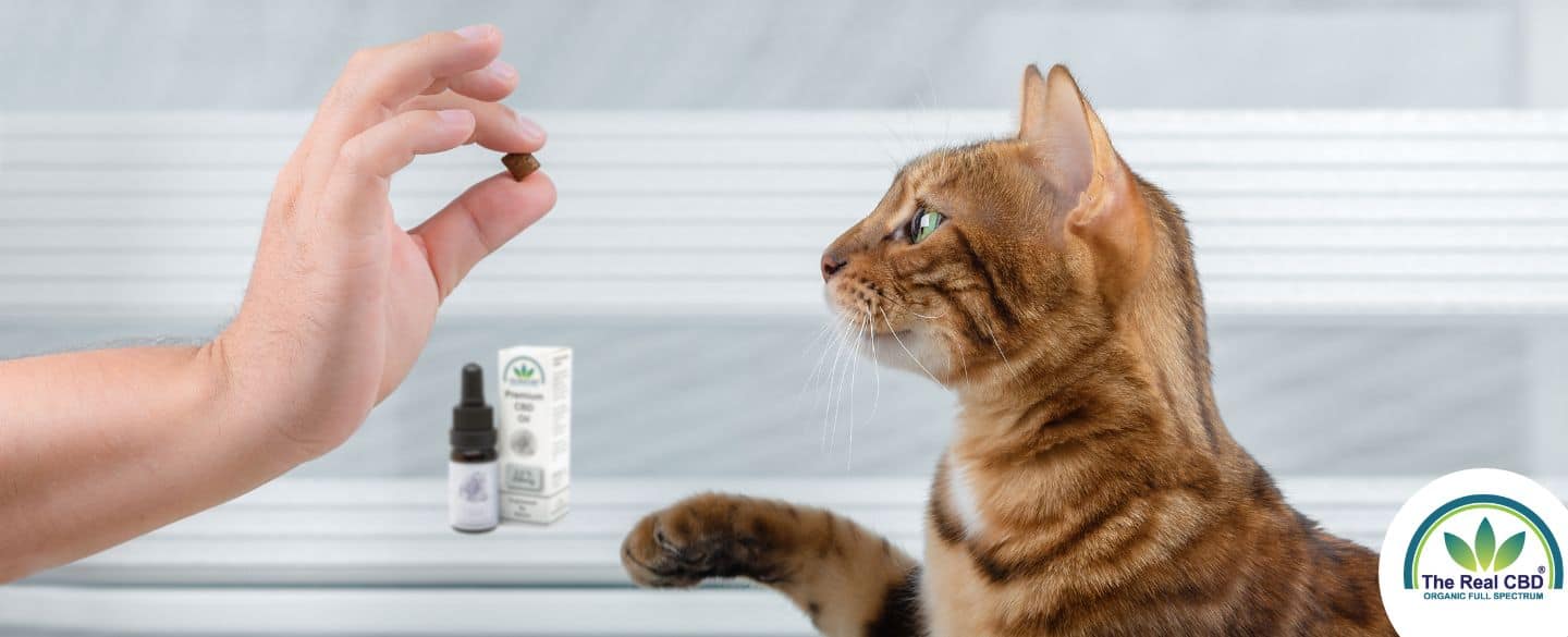 Cat looking at hand holding a treat