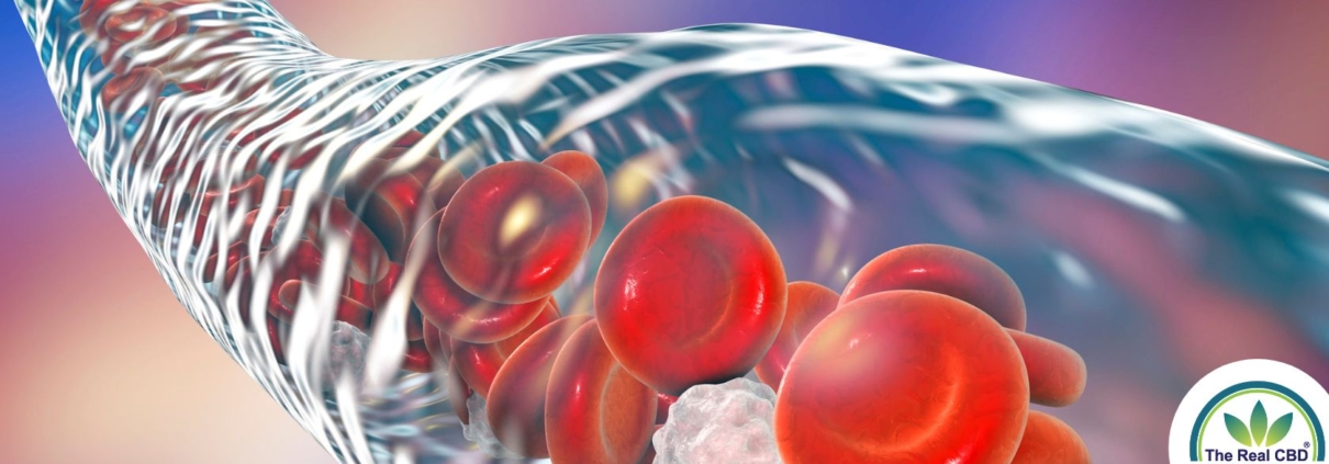 Transparent vain with red blood cells floating