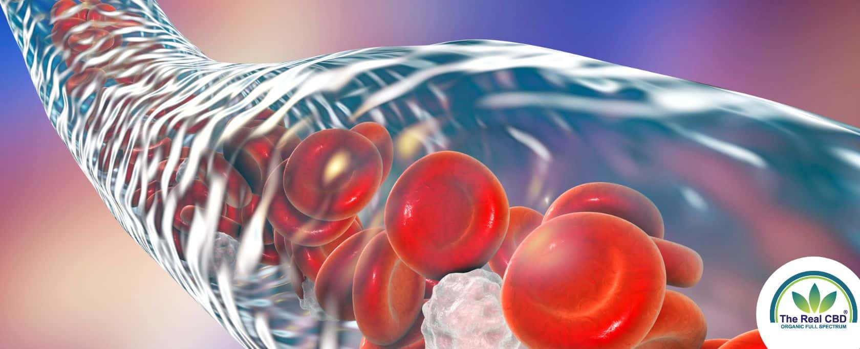 Transparent vain with red blood cells floating