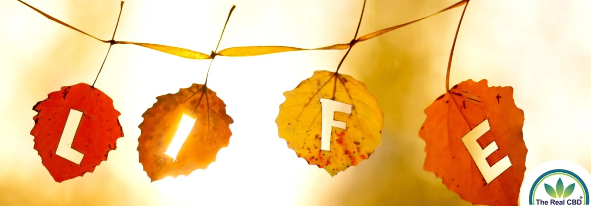 Autumn leaves with letters spelling LIFE hanging on a line