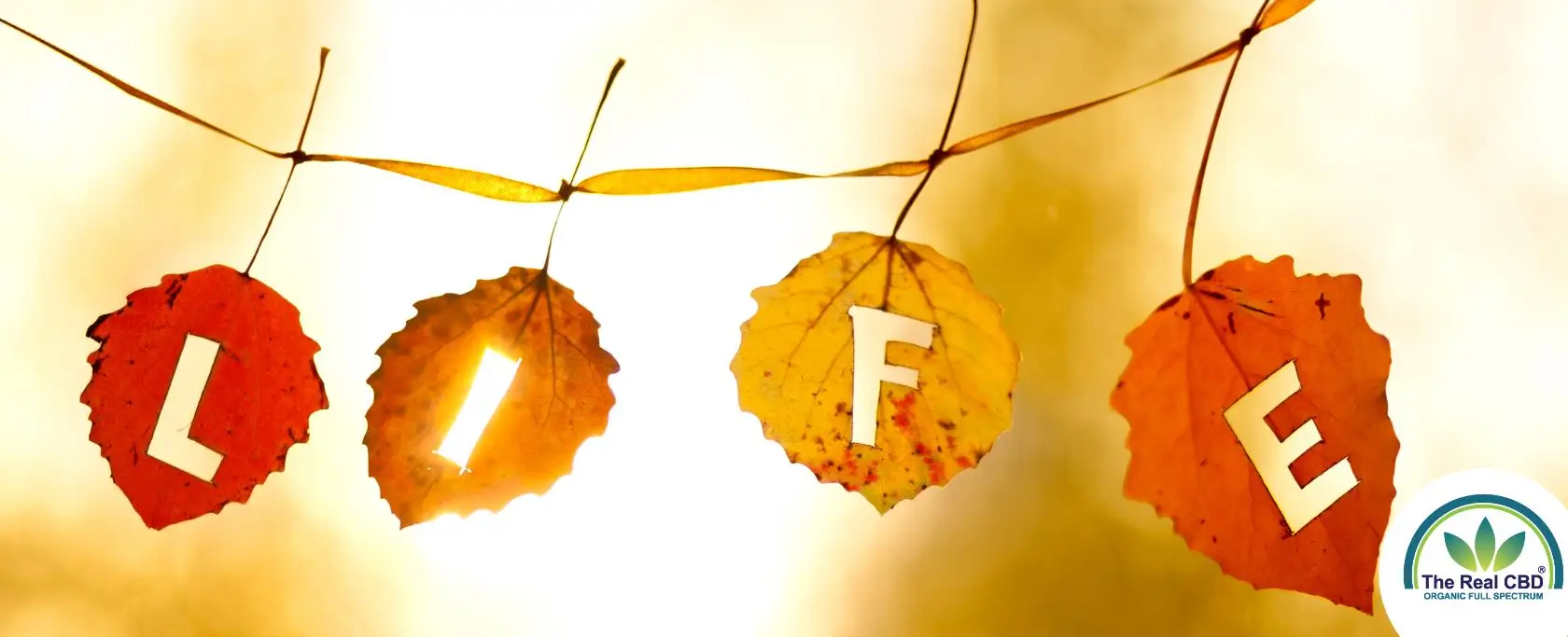 Herbstblätter mit Buchstaben, die LIFE buchstabieren, hängen an einer Leine