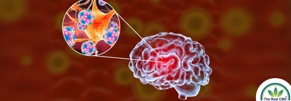 Cerveau avec mise en évidence des bactéries