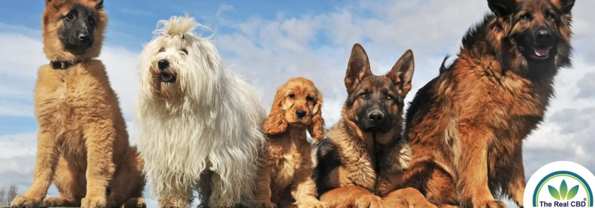 Line-up of dogs on a fence