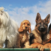 Line-up of dogs on a fence