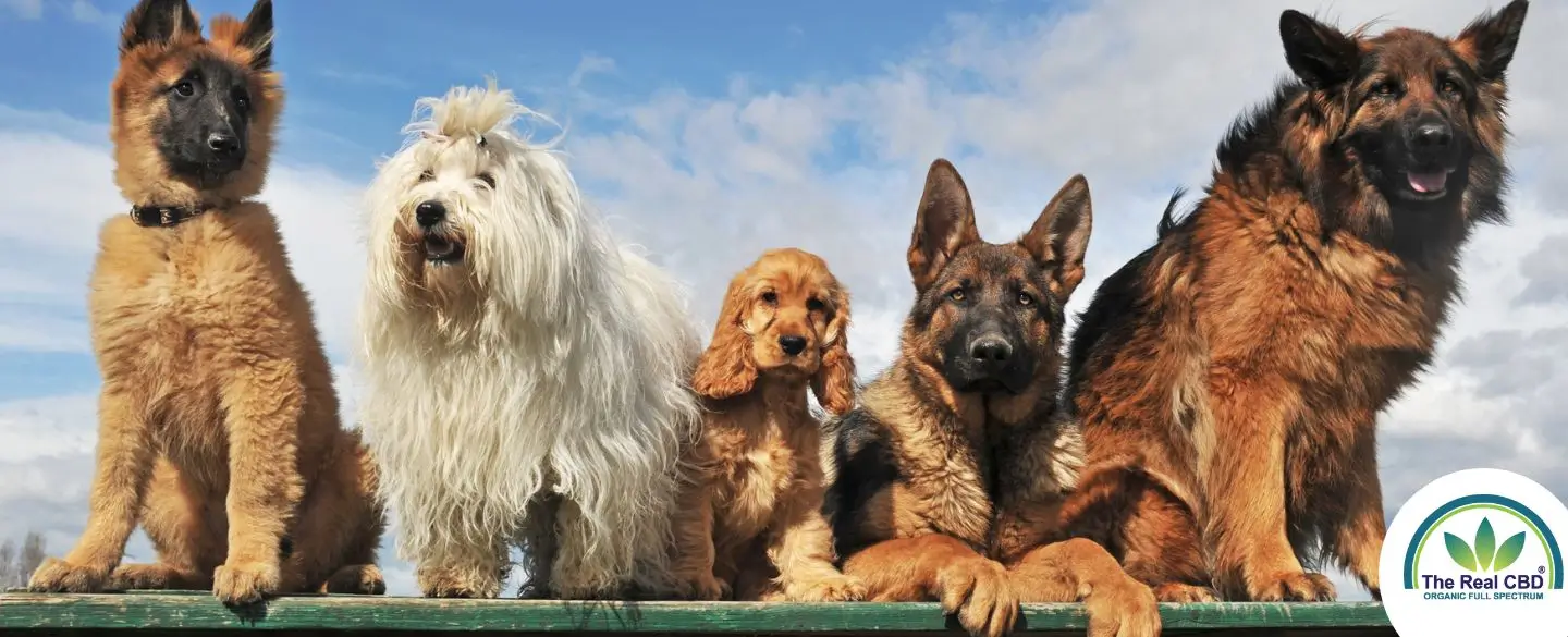 Line-up of dogs on a fence