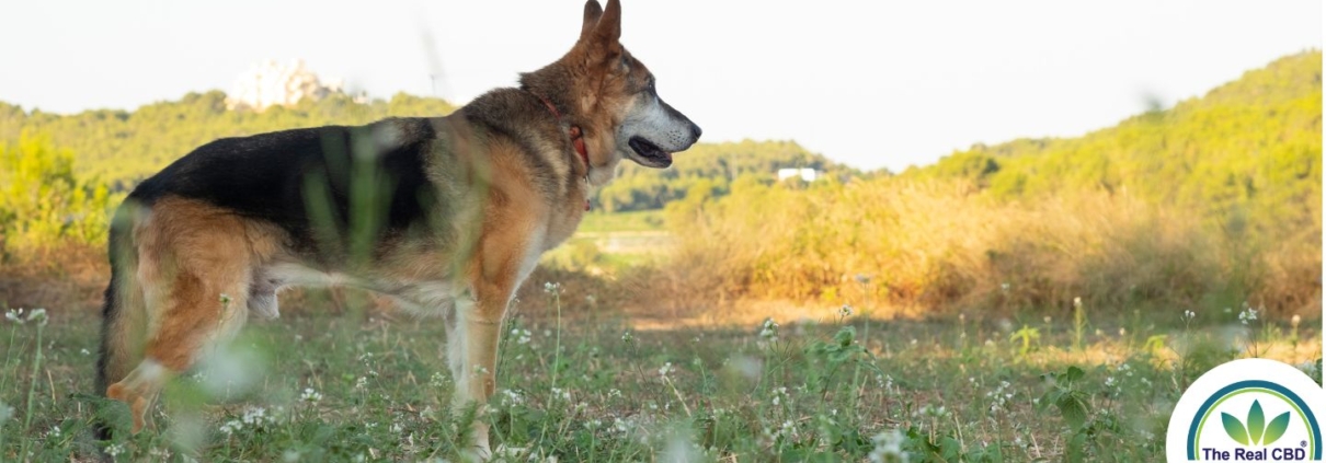 Vieux chien dans un champ