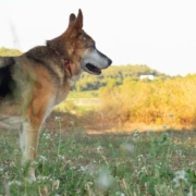 Vieux chien dans un champ