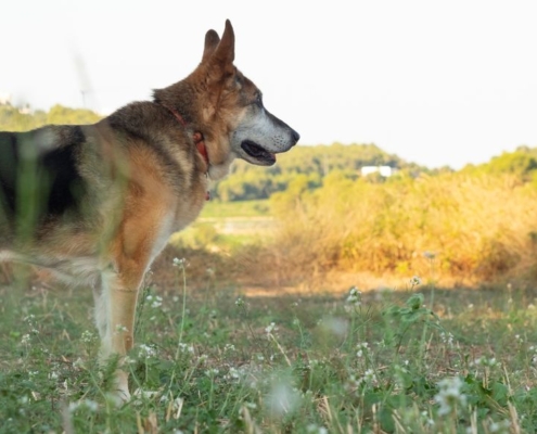 Vieux chien dans un champ