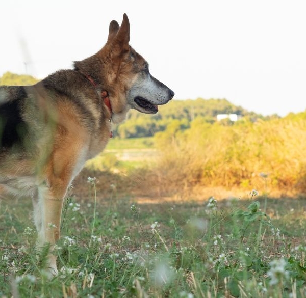 Vieux chien dans un champ