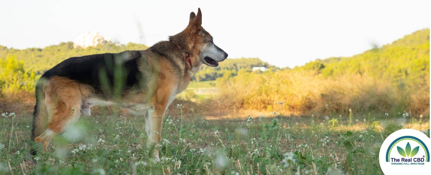 Vieux chien dans un champ