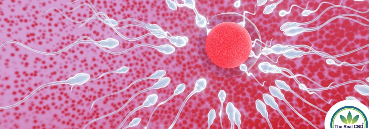 Sperm swimming towards an egg to fertilise