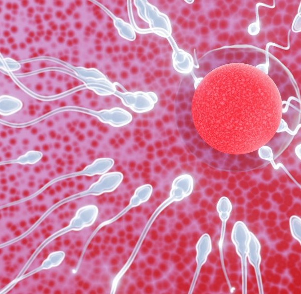 Spermatozoïdes nageant vers un ovule pour le féconder