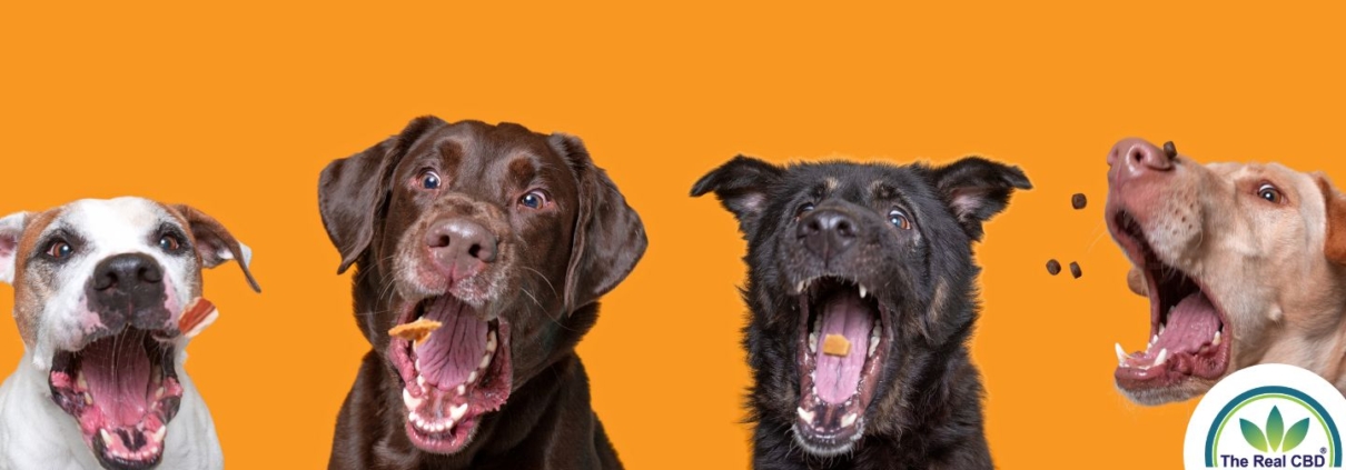 4 dogs lined up, catching treats in the air