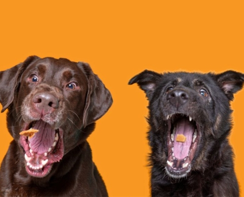 4 dogs lined up, catching treats in the air