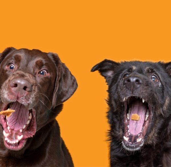 4 dogs lined up, catching treats in the air