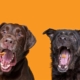 4 dogs lined up, catching treats in the air