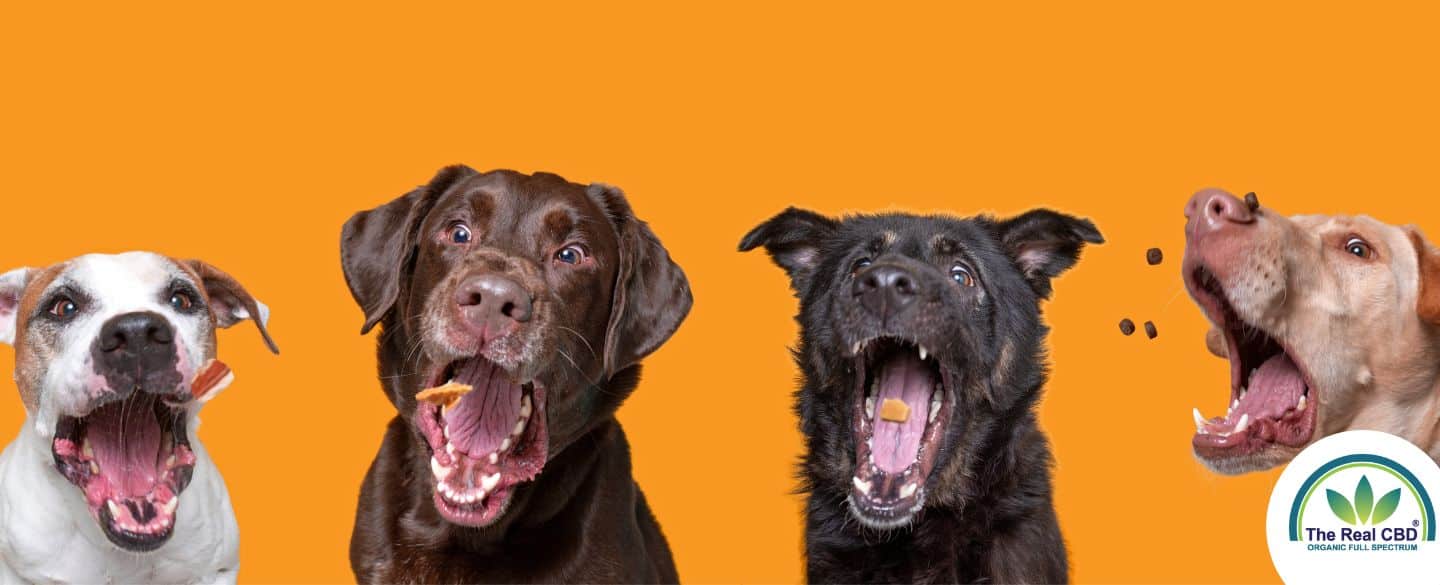 4 dogs lined up, catching treats in the air