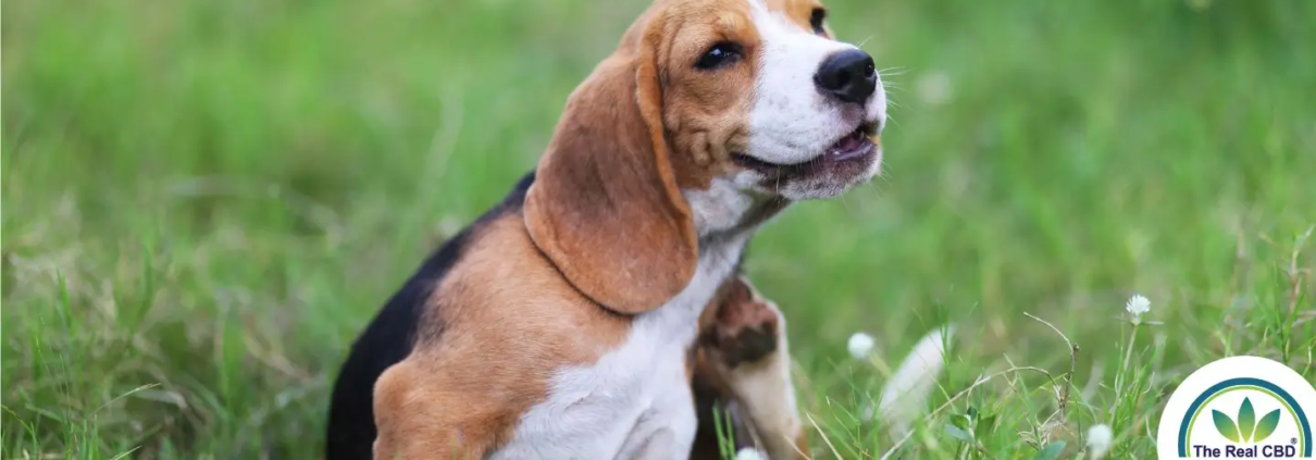 Hund im Grasfeld kratzt sich am Hals