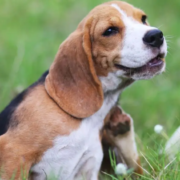 Chien dans un champ d'herbe se grattant le cou