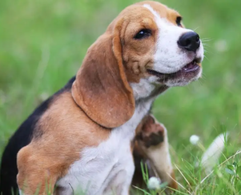 Dog in grass field scratching its neck