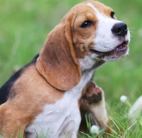 Hund im Grasfeld kratzt sich am Hals