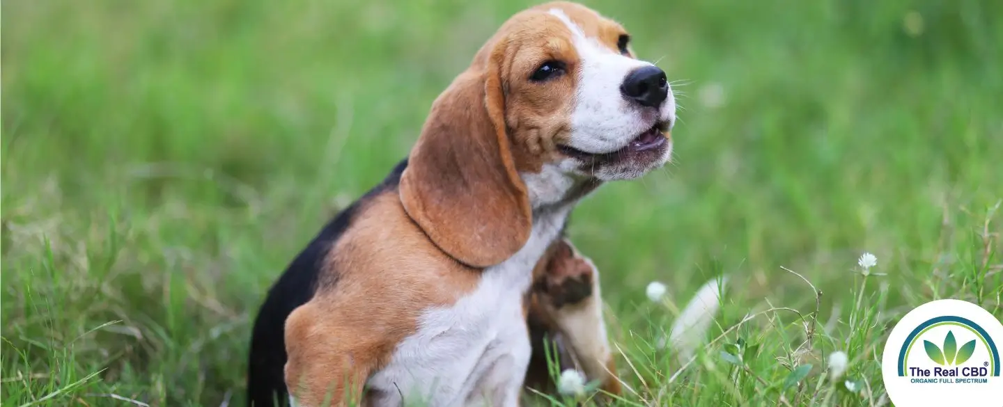 Hund im Grasfeld kratzt sich am Hals