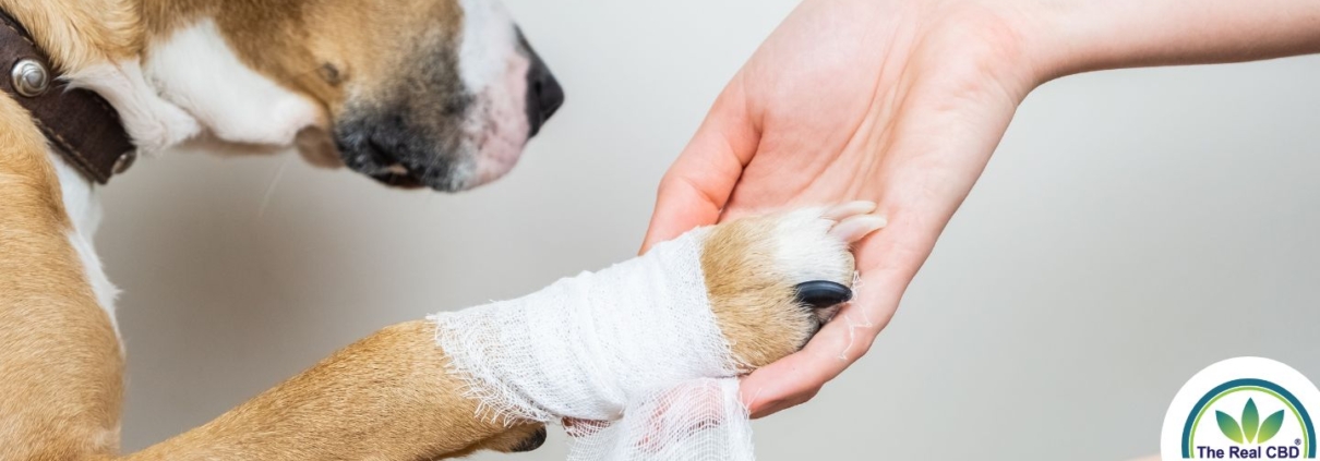 Hund mit Verband am Fuß