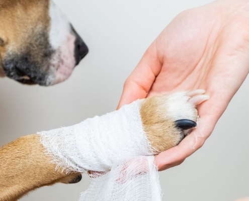 Chien avec un bandage à la patte