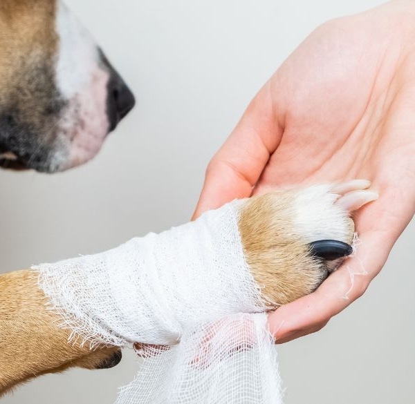 Chien avec un bandage à la patte