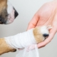 Dog with bandage on his foot