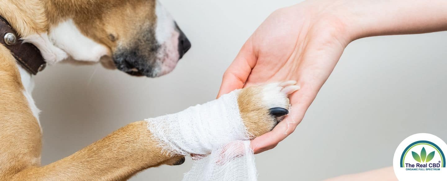 Chien avec un bandage à la patte