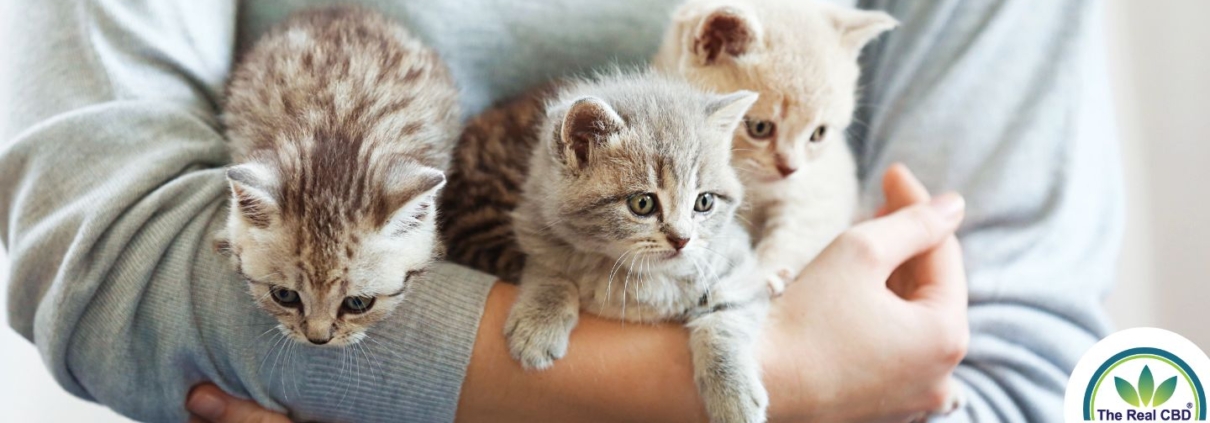 A person holding 3 cute kittens in his arms